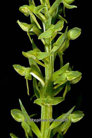 platanthera sparsiflora 3 graphic